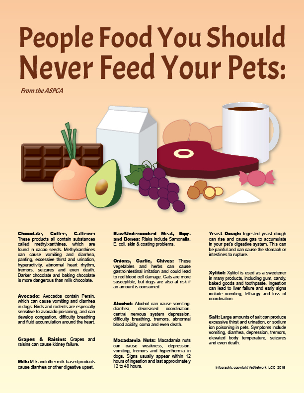 Veterinary Infographics Bellaire TX Vet Meyerland Pet Clinic